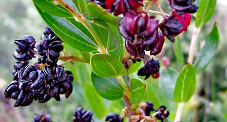 Coriaria myrtifolia (emborrachacabras) ® UTM Desarrollos